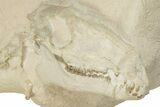 Articulated Fossil Camel (Poebrotherium) - Wyoming #210177-20